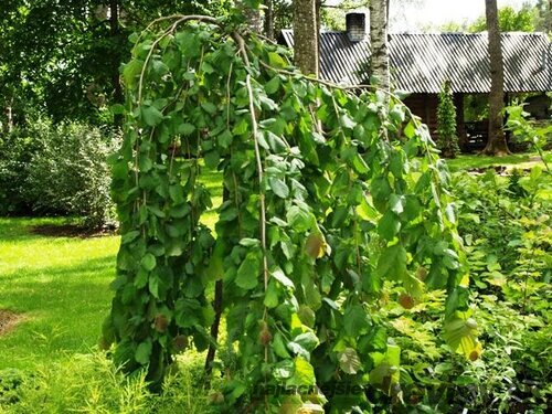 Lieska obyčajná Pendula na kmienku 100/125 cm, v črepníku 7,5l Corylus avellana Pendula