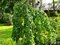Lieska obyčajná Pendula na kmienku 100/125 cm, v črepníku 7,5l Corylus avellana Pendula