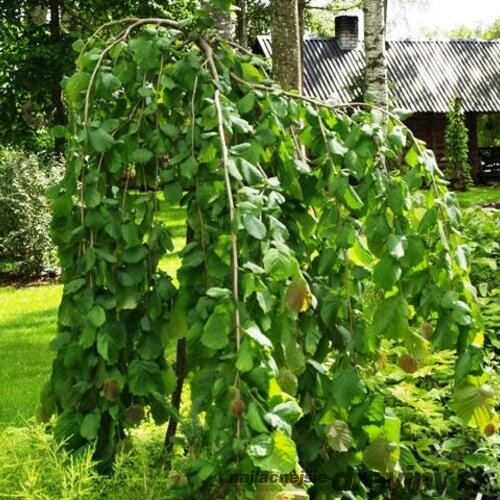 Lieska obyčajná Pendula na kmienku 100/125 cm, v črepníku 7,5l Corylus avellana Pendula