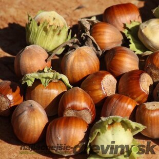 Lieska obyčajná Varšavská červená - lieskový orech veľkoplodý, výška 60/80 cm, v črepníku 3l Corylus avellana