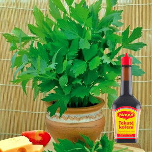 Ligurček ‘Maggi bylinka‘, výška 15/20 cm, v črepníku Levisticum officinale