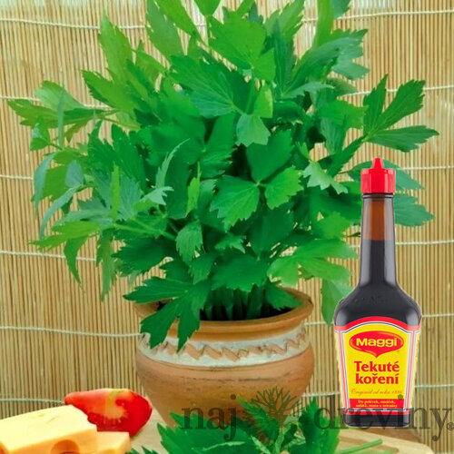 Ligurček ‘Maggi bylinka‘, výška 15/20 cm, v črepníku Levisticum officinale