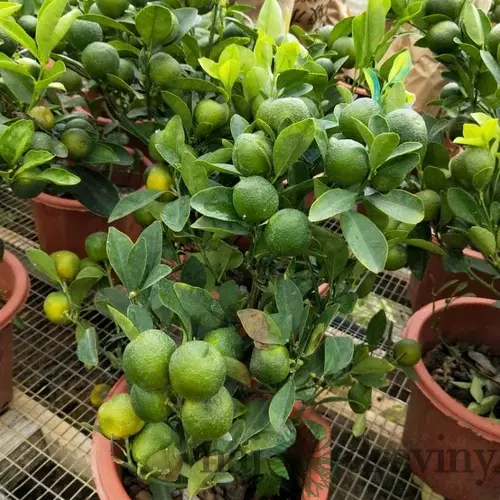 Limetka štepená Lime Verde na kmienku , výška 30/60 cm, v črepníku Citrus aurantiifolia