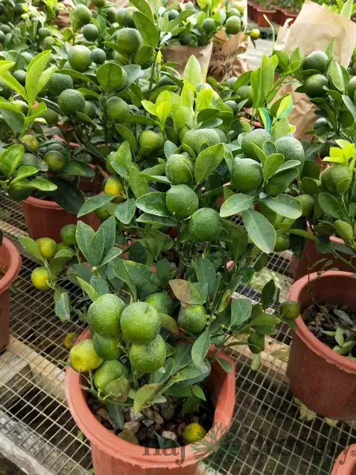 Limetka štepená Lime Verde na kmienku , výška 30/60 cm, v črepníku Citrus aurantiifolia
