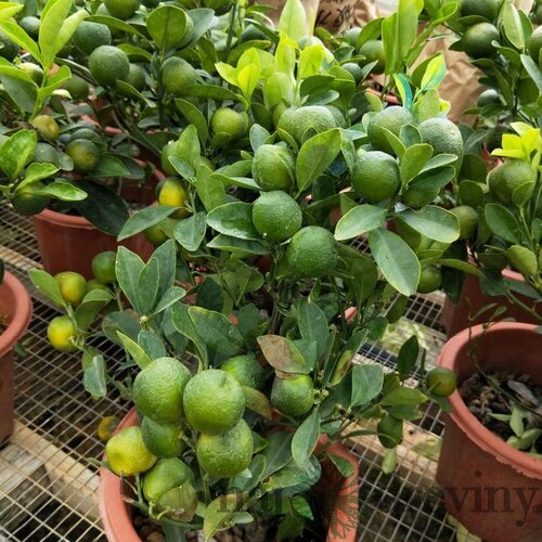 Limetka štepená Lime Verde na kmienku , výška 30/60 cm, v črepníku Citrus aurantiifolia