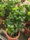 Limetka štepená Lime Verde na kmienku , výška 30/60 cm, v črepníku Citrus aurantiifolia