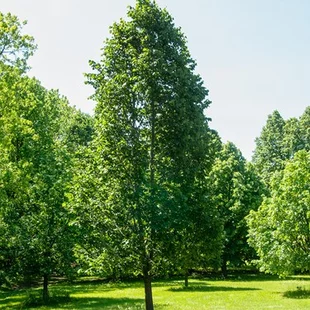 Lipa americká ‘Hybrida Argentea‘ výška 250+ cm, obvod 8/10 cm, v črepníku 18l Tilia americana