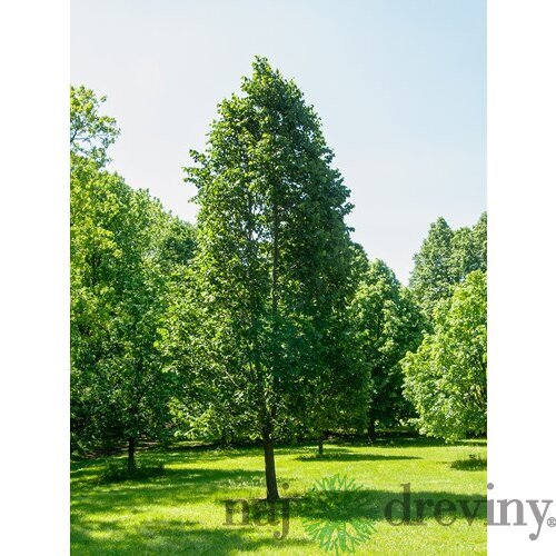 Lipa americká ‘Hybrida Argentea‘ výška 250+ cm, obvod 8/10 cm, v črepníku 18l Tilia americana