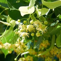 Lipa malolistá 100/150 cm, v črepníku Tilia Cordata