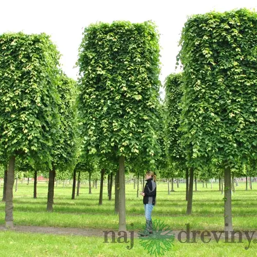 Lipa malolistá Green Spire, výška 300/+ cm, obvod 14/16  cm, v črepníku 65l Tilia Cordata Green spire