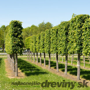 Lipa malolistá Green Spire (Zelená veža) výška 120/150 cm, v črepníku Tilia cordata Greenspire