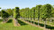 Lipa malolistá Green Spire (Zelená veža) výška 120/150 cm, v črepníku Tilia cordata Greenspire