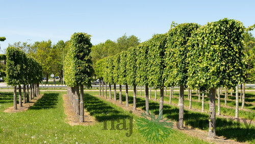 Lipa malolistá Green Spire (Zelená veža) výška 120/150 cm, v črepníku Tilia cordata Greenspire