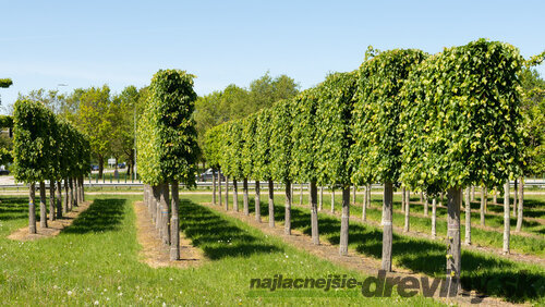 Lipa malolistá Green Spire (Zelená veža) výška 120/150 cm, v črepníku Tilia cordata Greenspire