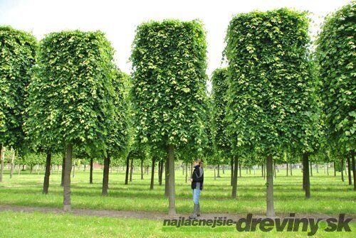 Lipa malolistá Green Spire (Zelená veža) výška 180/200 cm Tilia cordata Greenspire