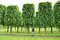 Lipa malolistá Green Spire (Zelená veža) výška 180/200 cm Tilia cordata Greenspire