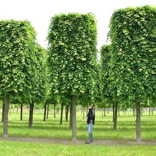 Lipa malolistá Green Spire (Zelená veža) výška 180/200 cm Tilia cordata Greenspire