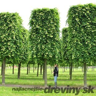 Lipa malolistá Green Spire (Zelená veža) výška 180/200 cm Tilia cordata Greenspire