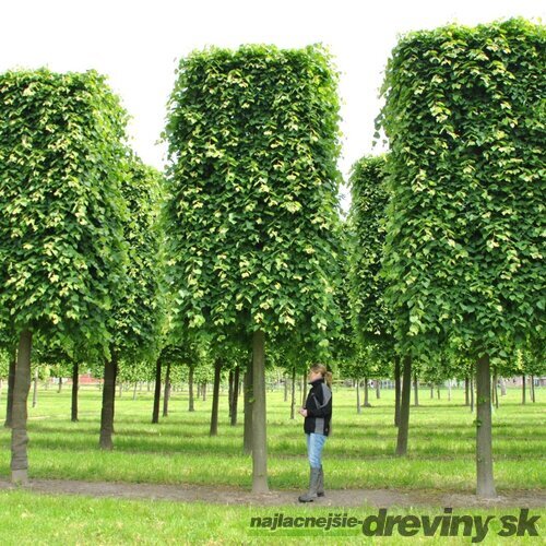 Lipa malolistá Green Spire (Zelená veža) výška 180/200 cm Tilia cordata Greenspire