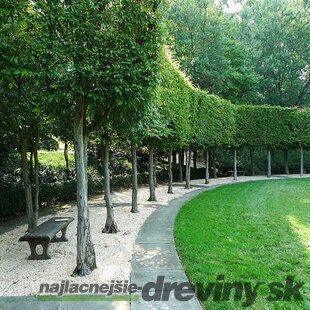 Lipa malolistá Rancho 170/180 cm, v črepníku Tilia cordata Rancho