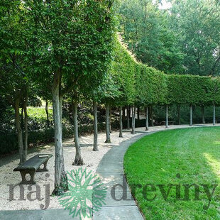 Lipa malolistá Rancho 170/180 cm, v črepníku Tilia cordata Rancho