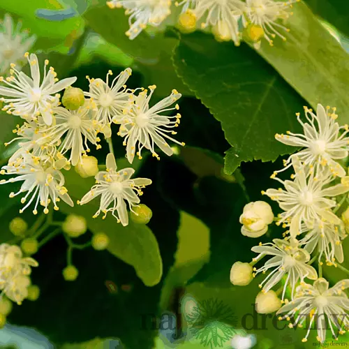 Lipa malolistá, výška 140/160 cm, v črepníku 5l Tilia cordata