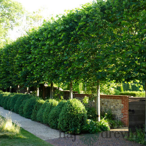 Lipa malolistá, výška 170/200 cm, v črepníku Tilia Cordata