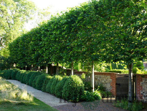 Lipa malolistá, výška 170/200 cm, v črepníku Tilia Cordata