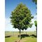 Lipa malolistá, výška 400/+ cm, obvod 14/16 cm, v črepníku Tilia cordata