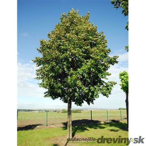 Lipa malolistá, výška 400/+ cm, obvod 14/16 cm, v črepníku Tilia cordata