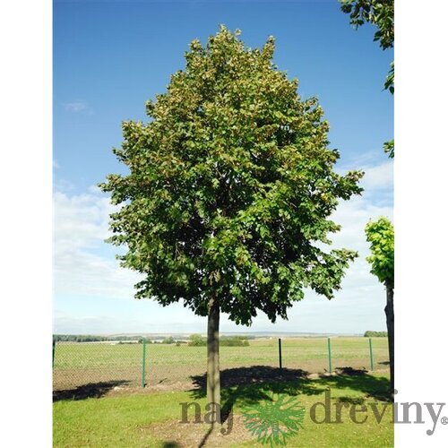 Lipa malolistá, výška 400/+ cm, obvod 14/16 cm, v črepníku Tilia cordata