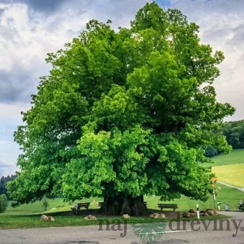 Lipa veľkolistá obvod 8/10cm, výška 250 + cm, v črepníku TILIA PLATYPHYLLOS