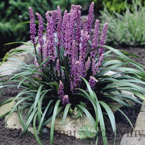 Liriope Ingwersen 15/25 cm, v črepníku P9 Liriope muscari Ingwersen
