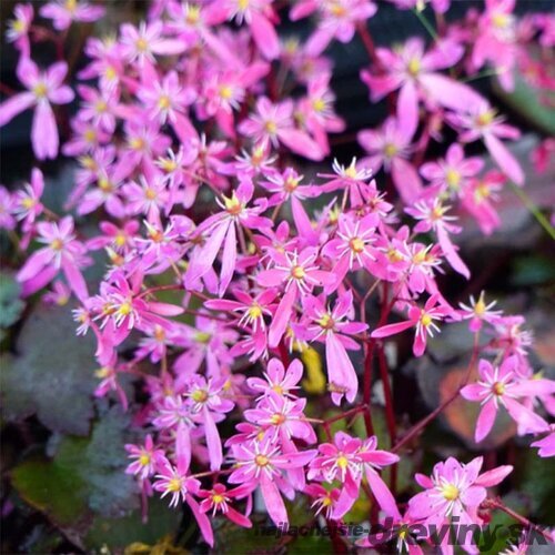Lomikameň Black Ruby 10/15 cm , v črepníku P9 Saxifraga Black ruby