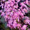 Lomikameň Black Ruby 10/15 cm , v črepníku P9 Saxifraga Black ruby