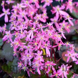 Lomikameň Black Ruby 10/15 cm , v črepníku P9 Saxifraga Black ruby
