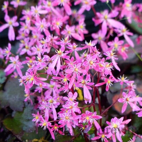 Lomikameň Black Ruby 10/15 cm , v črepníku P9 Saxifraga Black ruby