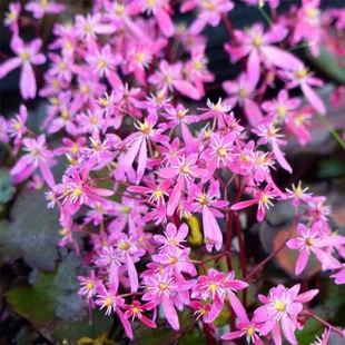 Lomikameň Black Ruby 10/15 cm , v črepníku P9 Saxifraga Black ruby