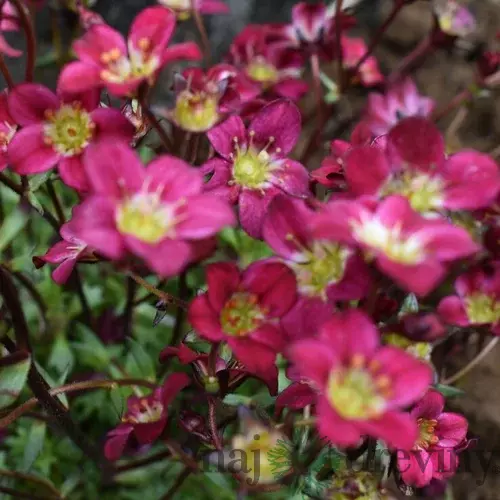 Lomikameň Marto Pixie Pan Red, v črepníku P13 Saxifraga Marto Pixie Pan Red