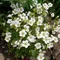 Lomikameň Marto White, výška 15/25cm, v črepníku Saxifraga MARTO WHITE