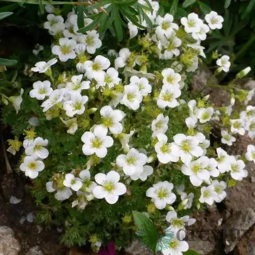 Lomikameň Marto White, výška 15/25cm, v črepníku Saxifraga MARTO WHITE