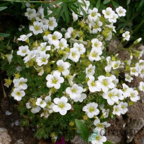 Lomikameň Marto White, výška 15/25cm, v črepníku Saxifraga MARTO WHITE