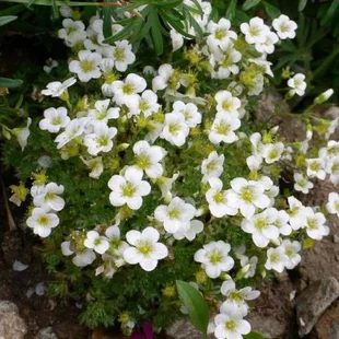 Lomikameň Marto White, výška 15/25cm, v črepníku Saxifraga MARTO WHITE