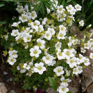 Lomikameň Marto White, výška 15/25cm, v črepníku Saxifraga MARTO WHITE