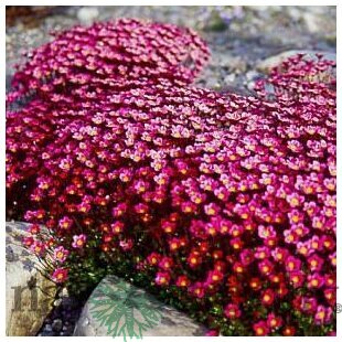 Lomikameň Peter Pan 10/15 cm , v črepníku P9 Saxifraga Peter Pan