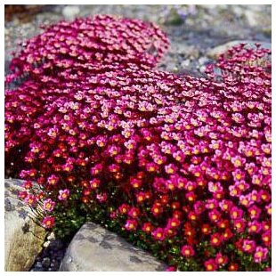 Lomikameň Peter Pan 10/15 cm , v črepníku P9 Saxifraga Peter Pan