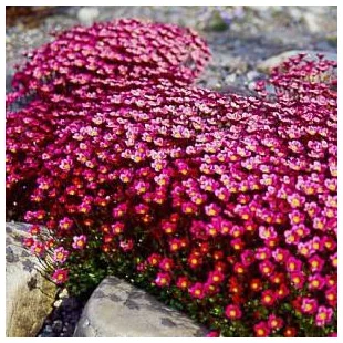 Lomikameň Peter Pan 10/15 cm , v črepníku P9 Saxifraga Peter Pan