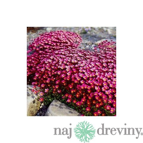 Lomikameň Peter Pan 10/15 cm , v črepníku P9 Saxifraga Peter Pan