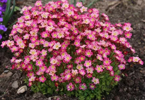 Lomikameň Pixie, v črepníku P9 Saxifraga Pixie