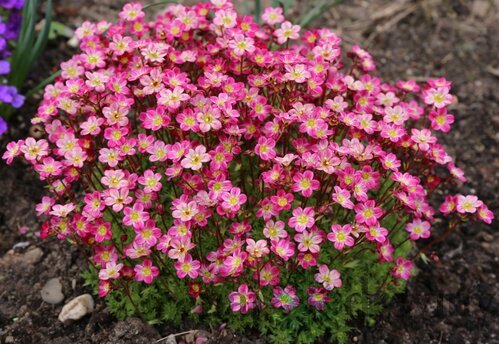 Lomikameň Pixie, v črepníku P9 Saxifraga Pixie